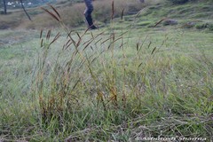 Pseudopogonatherum trispicatum